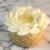 Entremet Vanille